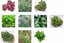 Green Vegetables – Nature’s Treasure for Health, Beauty & Strength