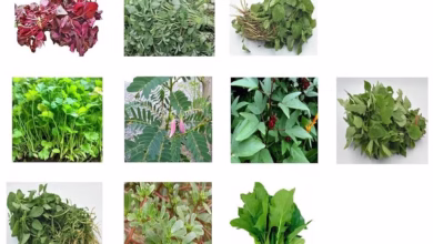 Green Vegetables – Nature’s Treasure for Health, Beauty & Strength