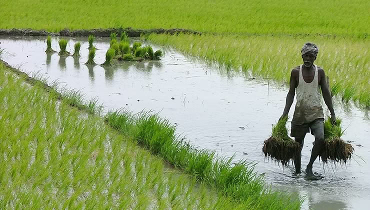 Telangana paddy harvest, record rice production, MSP rice price