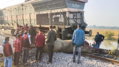 Assam train accident, Rajdhani Express derailment, elephants killed Assam