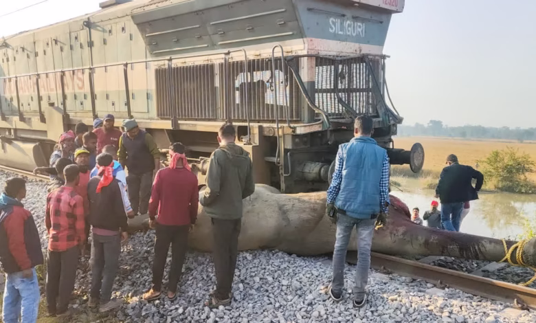 Assam train accident, Rajdhani Express derailment, elephants killed Assam