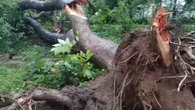 Mulugu heavy rain, Mulugu forest damage