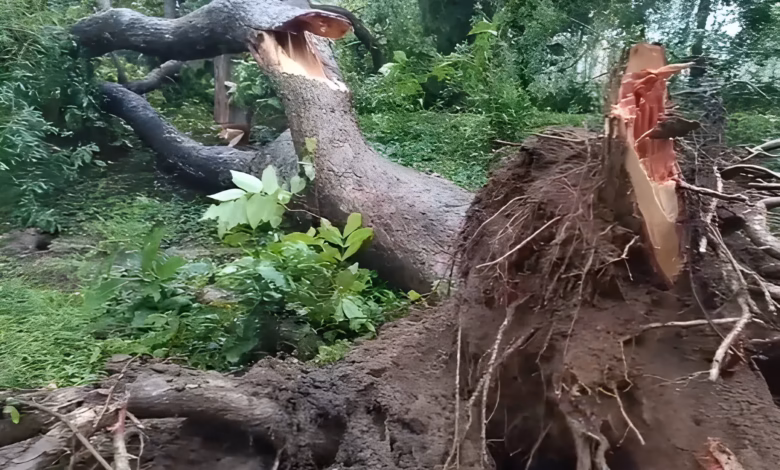 Mulugu heavy rain, Mulugu forest damage