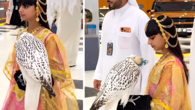 Abu Dhabi falcon auction, rare white falcon, Shaikha Al Mansoori