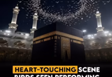 Kaaba viral video, birds around Kaaba, Ababeel birds