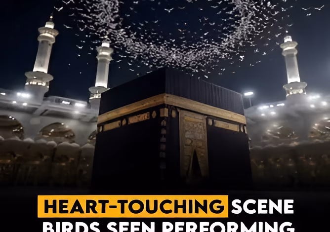 Kaaba viral video, birds around Kaaba, Ababeel birds