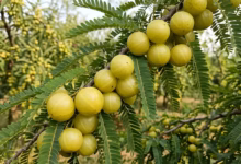 Narendra Modi, Mann Ki Baat, Amla, Moringa