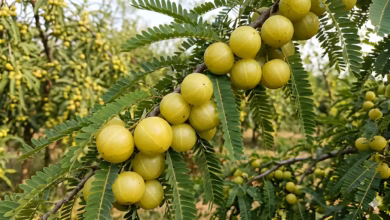 Narendra Modi, Mann Ki Baat, Amla, Moringa