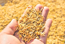 Telangana paddy seeds ban, Paddy seed sales restrictions