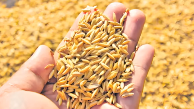 Telangana paddy seeds ban, Paddy seed sales restrictions