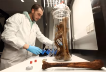 Ageing muscle weakness, University of Copenhagen research