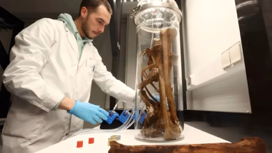 Ageing muscle weakness, University of Copenhagen research